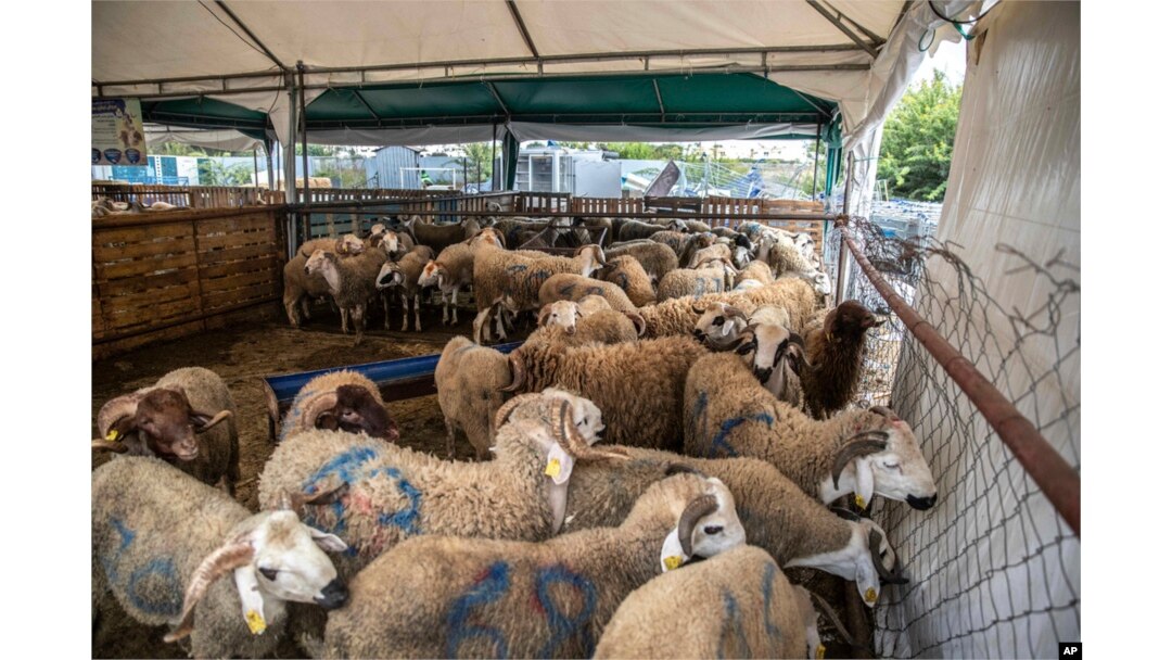 Élevage à Wyr Farm